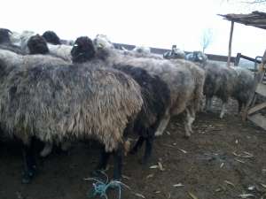 VAND 60 DE OI URGENT SI EFTINE