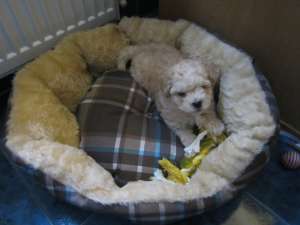 vad bichon apricot