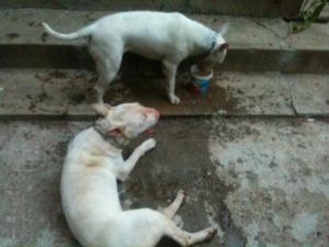 Pui Bull Terrier la  