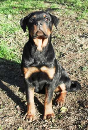 de vanzare catei - rottweiler