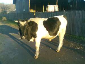 Vand taur Holstein 2 ani