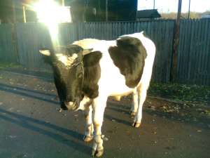 Vand taur Holstein 2 ani