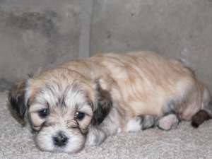 vand pui bichon