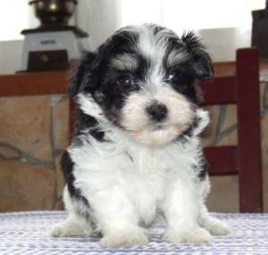 vand pui bichon