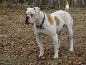 mascul bulldog american