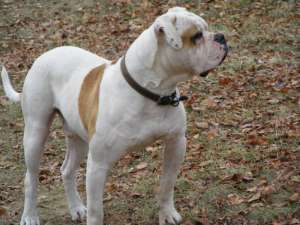 mascul bulldog american