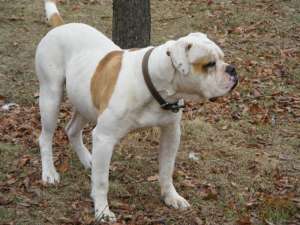 mascul bulldog american