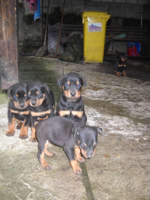 Vand metis Dobermann cu Rottweiler