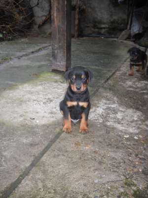 Vand metis Dobermann cu Rottweiler