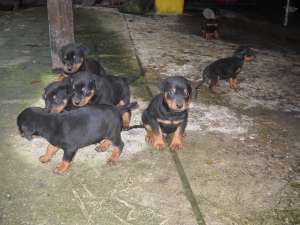 Vand metis Dobermann cu Rottweiler