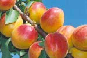 Pepiniera vinde pomi fructiferi diverse specii si soiuri .Cais, piersic, nectarin, visin, cires, gut
