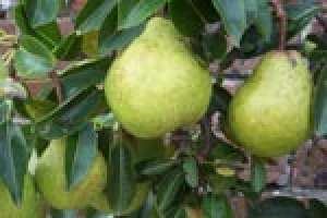 Pepiniera vinde pomi fructiferi diverse specii si soiuri .Cais, piersic, nectarin, visin, cires, gut