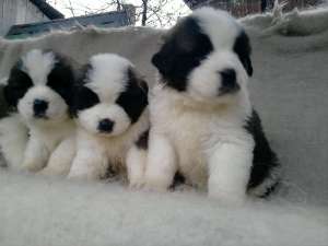 vand pui saint bernars