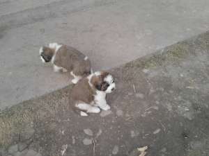 vand pui saint bernars