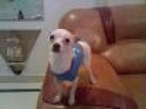 monta chihuahua