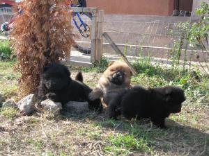 CHOW CHOW TOATE CULORILE-direct de la crescator