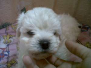 vand bichon maltez