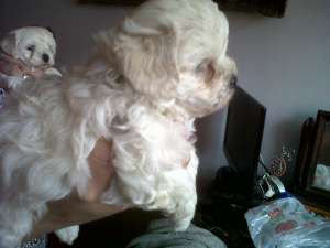 vand bichon maltez