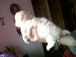 vand bichon maltez