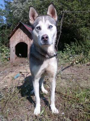 malamut de alaska pt monta