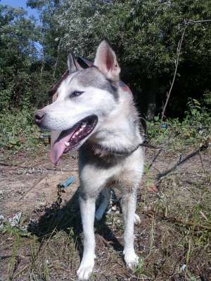 malamut de alaska pt monta