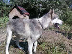 malamut de alaska pt monta
