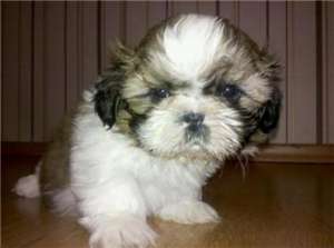 de vanzare shih-tzu talie mica