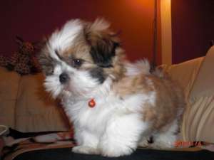 de vanzare shih-tzu talie mica