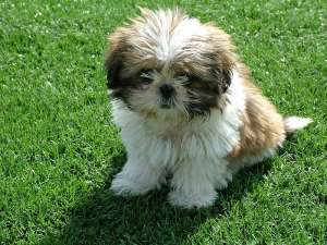de vanzare shih-tzu talie mica