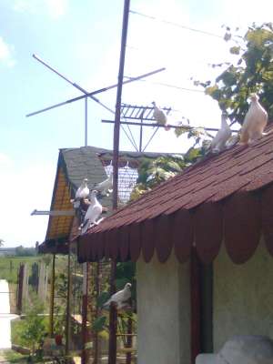 porumbei jucatori de botosani & zburatori incaltati