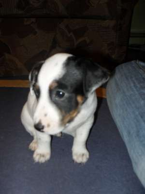 VAND CATEI JACK RUSSEL TERRIER