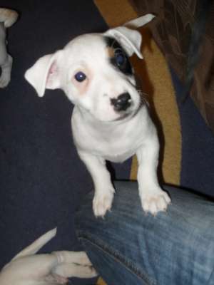 VAND CATEI JACK RUSSEL TERRIER