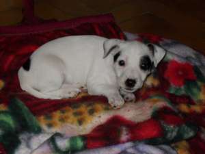 VAND CATEI JACK RUSSEL TERRIER