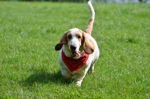 Monta Basset Hound - mascul