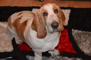 Monta Basset Hound - mascul