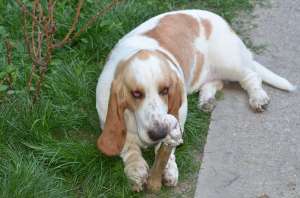 Monta Basset Hound - mascul