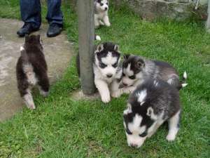 hushy siberian catei de vanzare