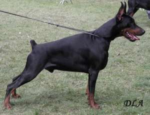 Doberman