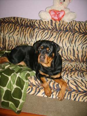 Pui rasa Rottweiler