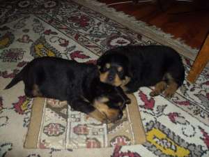 Pui rasa Rottweiler