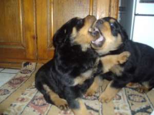 Pui rasa Rottweiler