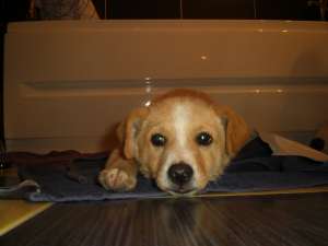Catelusul Fox cauta stapan