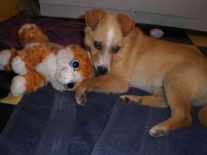 Catelusul Fox cauta stapan