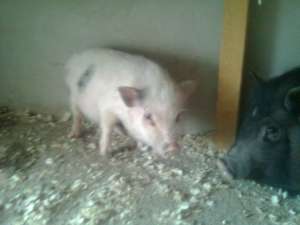 vand porci vietnamezi