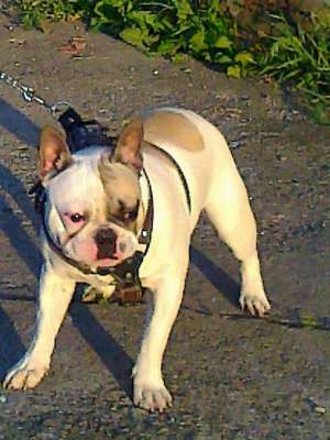 ofer spre monta Bulldog Francez