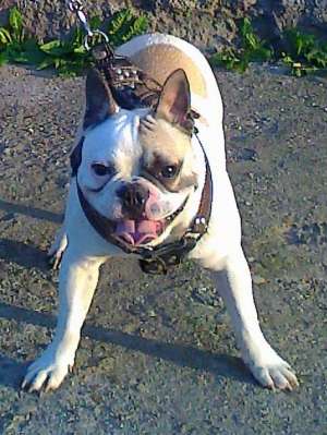 ofer spre monta Bulldog Francez