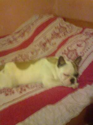 ofer spre monta Bulldog Francez