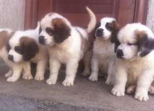 pui saint bernard rasa pura
