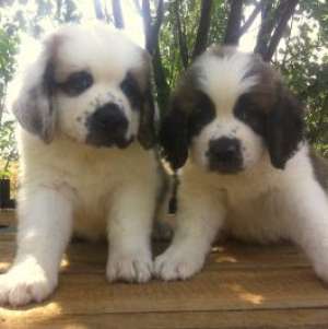 pui saint bernard rasa pura