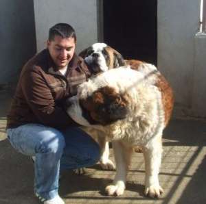 pui saint bernard rasa pura